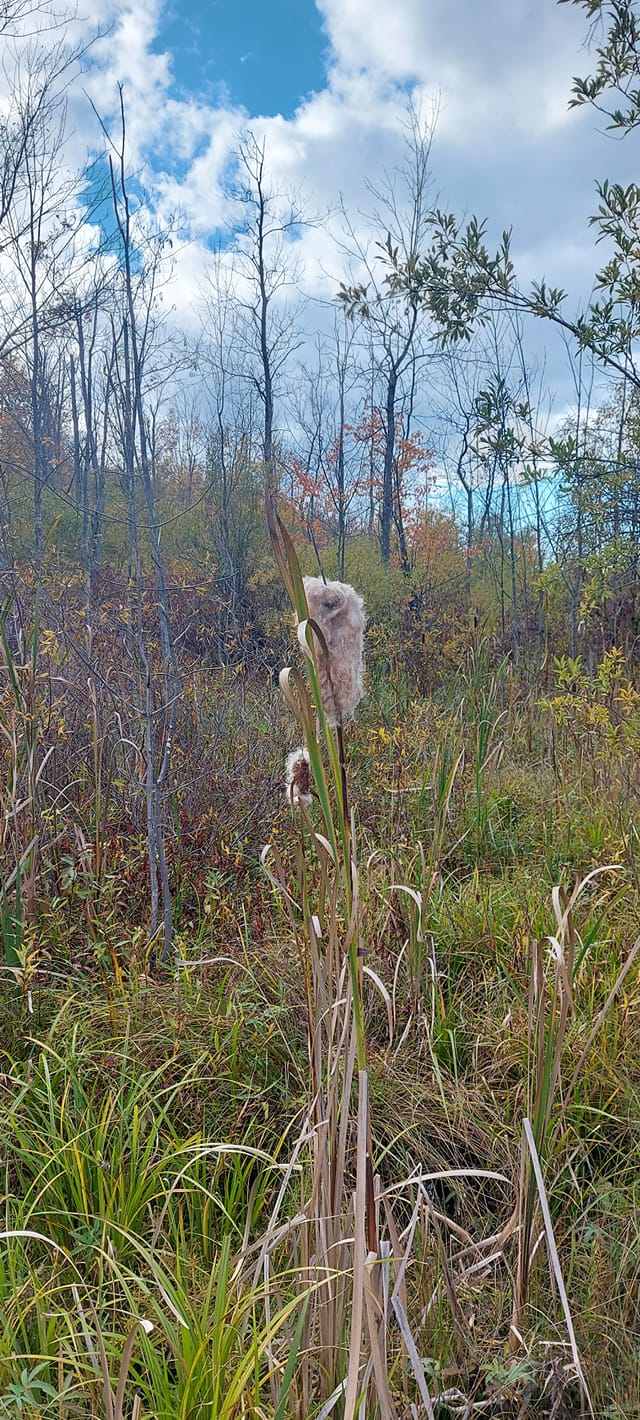 A cattail plant is visible. The brown part at the top has dried and broken open, fluffy white seeds are everywhere